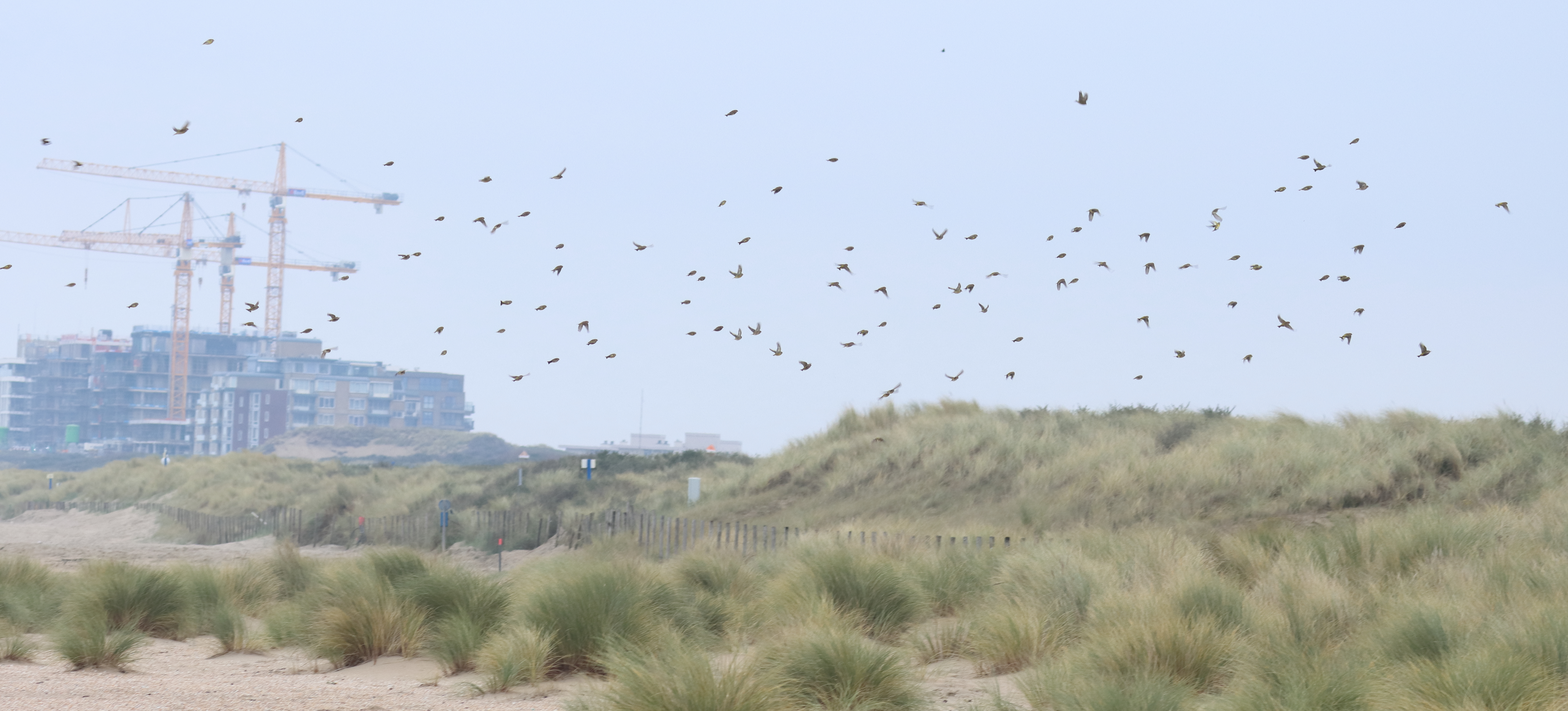 Vogelexcursie Zandmotor bij Kijkduin – november 2022