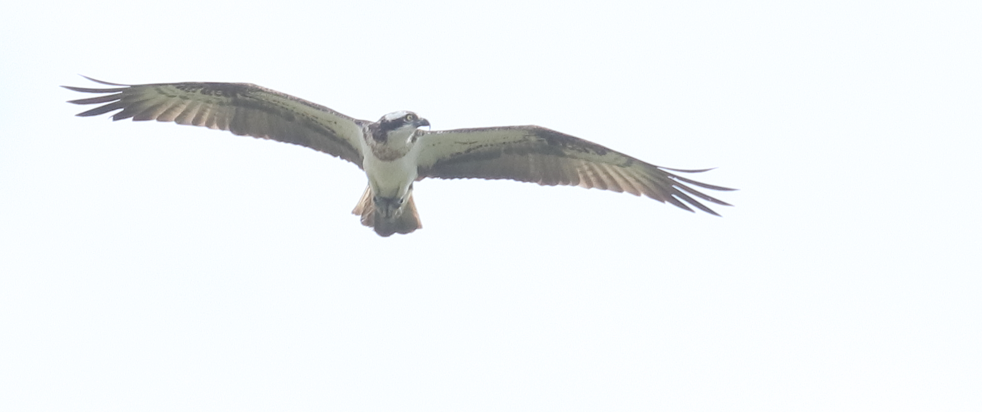 Vogelexcursie Biesbosch 2023-08-19
