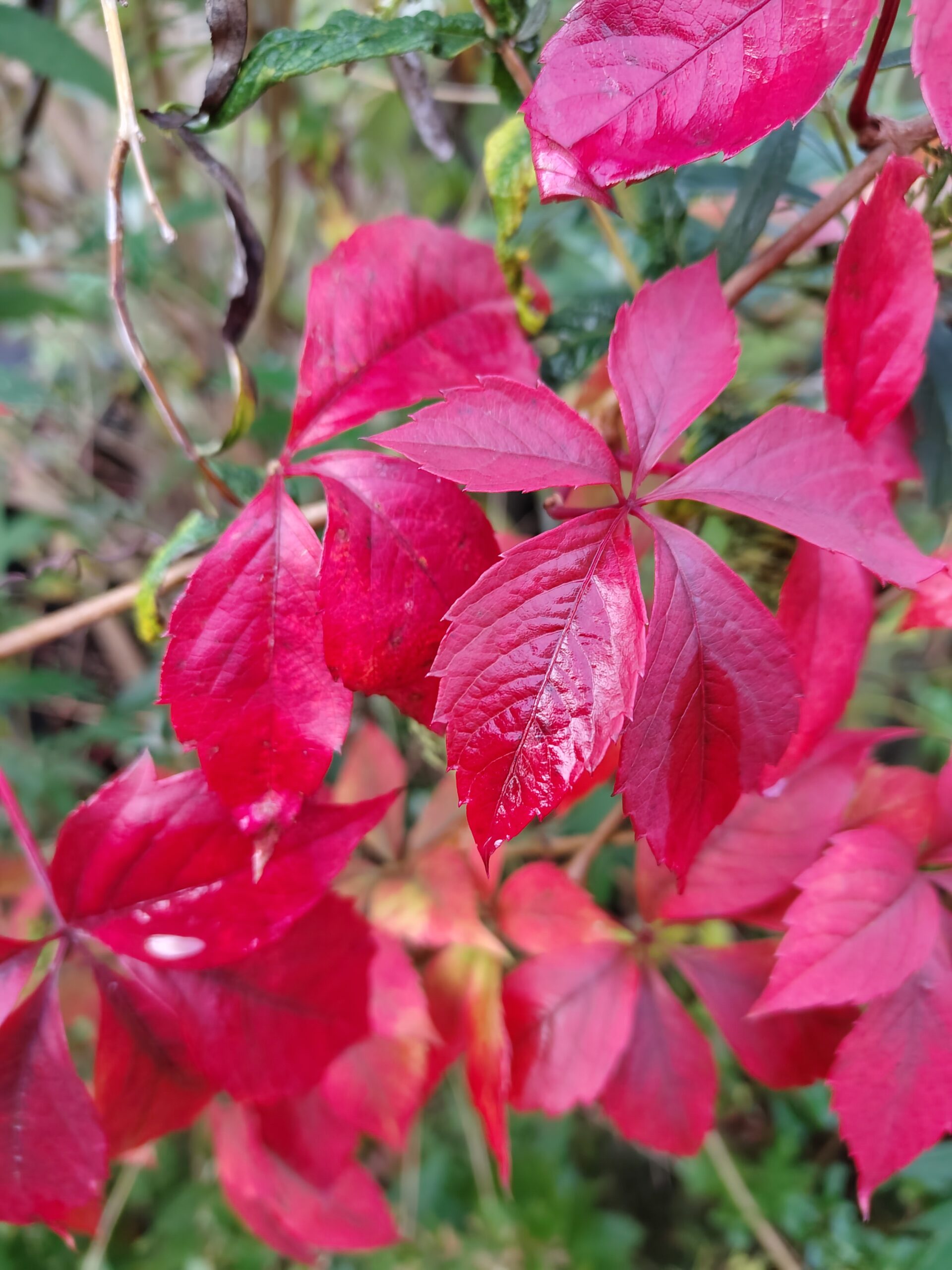 Spannende natuur (activiteit in de herfst)
