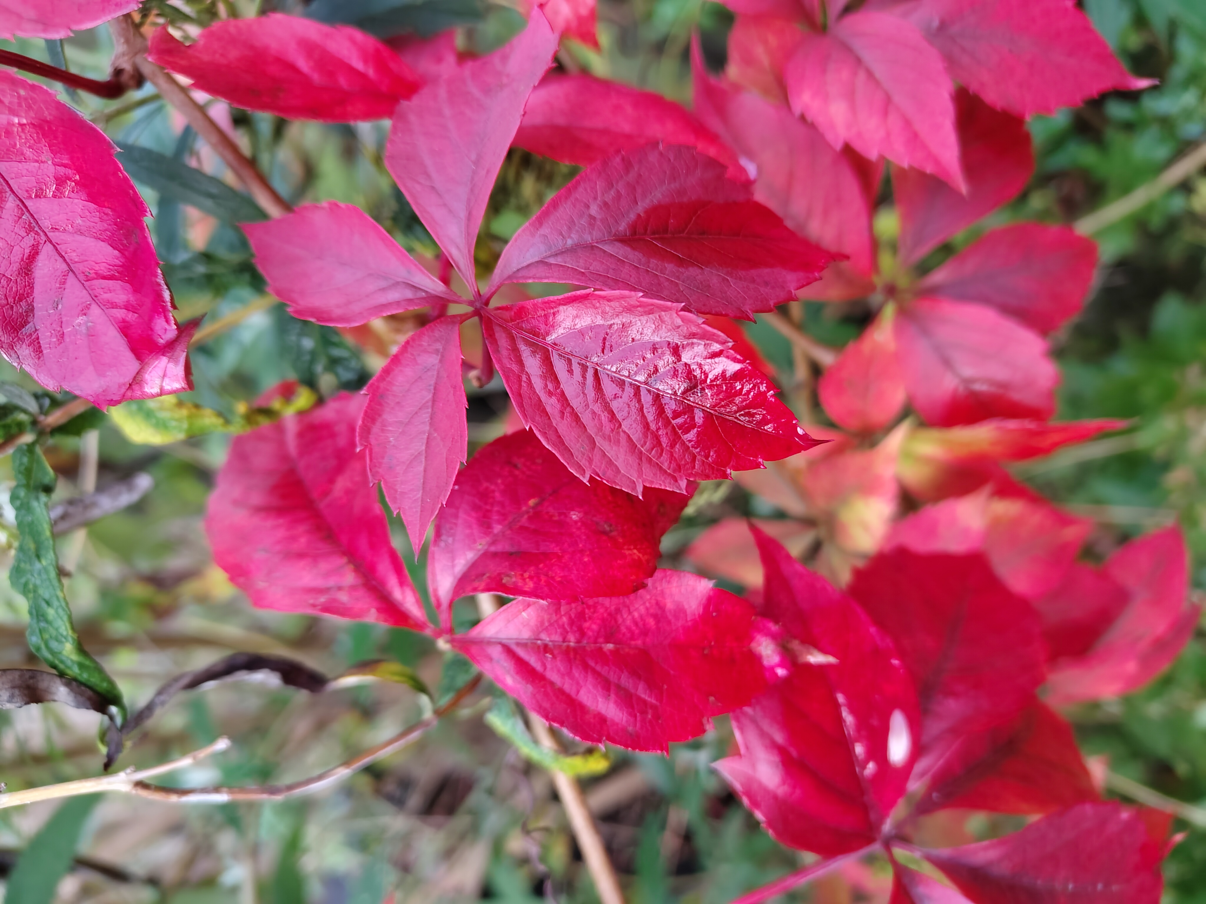 Spannende natuur (activiteit in de herfst)